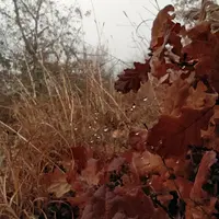 rRjiaMrPVok.webp