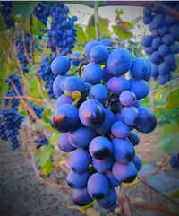 IMG_20211111_000948.webp