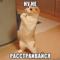 kote_21745373_orig_.webp