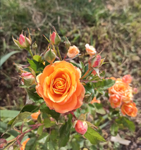 IMG_20211119_212659.webp
