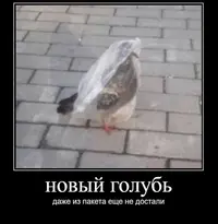 -5247163066397866294_121.webp