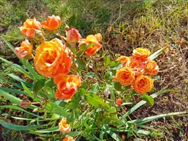 IMG_20211202_131914.webp