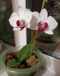 Screenshot_20211203-072856_Gallery.webp