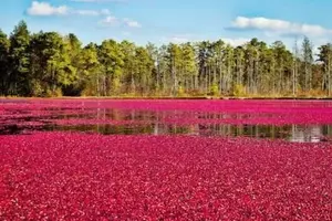 cranberry-cultivation-450x300.webp