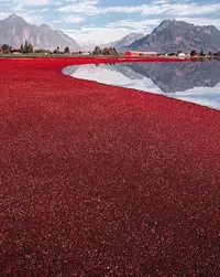 cranberry-cultivation-3.webp