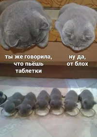 1589634322186782007.webp