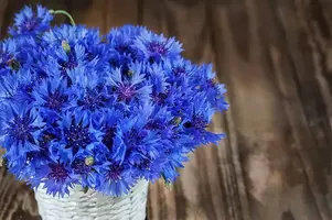 flowers-blue-bouquet-cornflowers-hd-wallpaper-preview.webp
