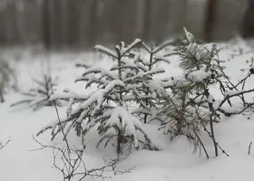 Screenshot_20211212-143849_Gallery.webp