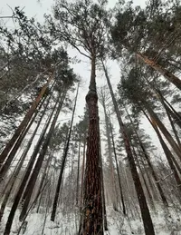 Screenshot_20211212-143959_Gallery.webp