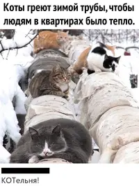 Приколы-для-даунов-разное-котэ-коты-греют-трубы-чтобы-людям-было-тепло-6309678.webp