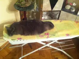 image.webp