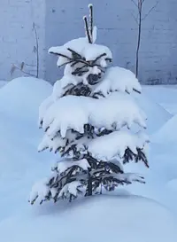 Screenshot_20220122-151840_Gallery.webp