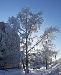 Screenshot_20220122-152052_Gallery.webp