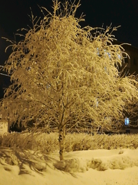 1646503064098.webp