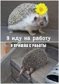 43e8f1bcea9e6076c02c6c0a75e68636.webp
