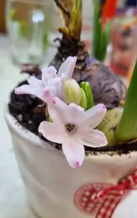 Screenshot_20220312-191512_Gallery.webp