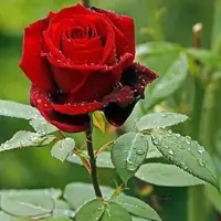08D0139F-21DC-4C96-965A-D40B05359E04.webp