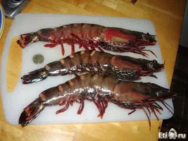 1342428725_krevetka-0005.webp