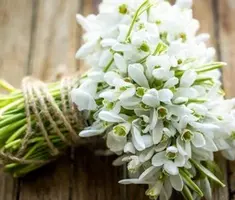 buket-podsnegnikov-oxapka-24012020.webp
