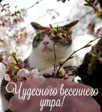 vesennee-utro60.webp
