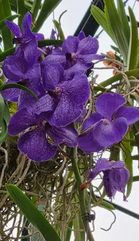 Screenshot_20220410-181339_Gallery.webp