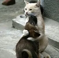 1A954614-1381-4EBD-81C9-61C20B899DFA.webp