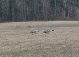журавли.webp