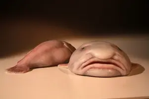 2YM1_a8pdQZfY7RjpnTyGq5yqvJzg0YQmsZKbK2uzHr5Okch1DbqKHnk-JQy6t1VZvJAqUCU.webp