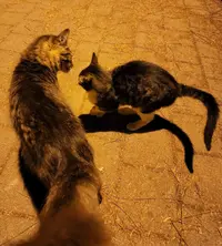 Screenshot_20220428-051755_Facebook.webp