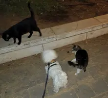 Screenshot_20220428-053544_Gallery.webp