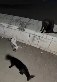 Screenshot_20220428-053636_Gallery.webp