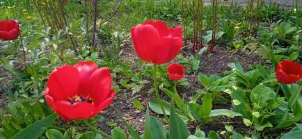 IMG_20220427_141127_1.webp