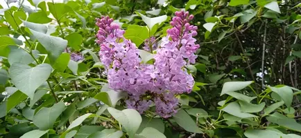IMG_20220428_135225_1.webp