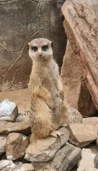 Screenshot_20220503-161805_Gallery.webp