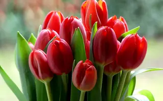 kartinki24_ru_bouguets_of_flowers_47.webp
