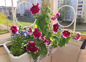 Screenshot_20220518-172126_Gallery.webp
