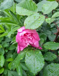 174558_Gallery.webp