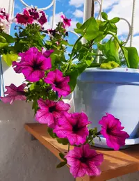 Screenshot_20220528-171137_Gallery.webp