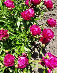 75721_Gallery.webp