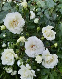 91245_Gallery.webp