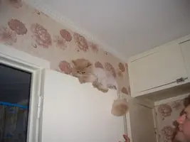 CIMG2233.webp