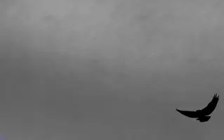 4009.webp