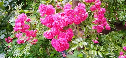 IMG_20220628_163754_1.webp
