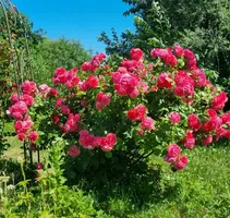 Screenshot_20220702-150043_Gallery.webp