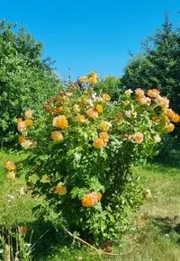 Screenshot_20220702-150122_Gallery.webp
