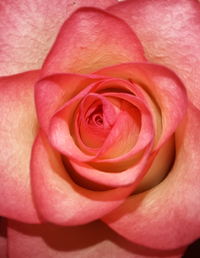 75118_Gallery.webp