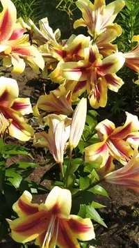 IMG_20220728_150318.webp