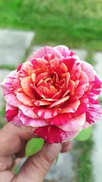 IMG_20220730_192059.webp