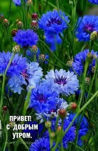 aacd69e676158458dd260b743111a82d.webp
