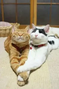 image_562609111749191745504.webp